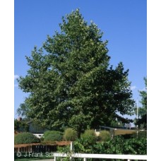 PLATANUS ACE BLOODGOOD PLATANUS ACE BLOODGOOD