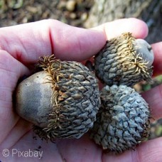 QUERCUS LYRATA QUERCUS LYRATA