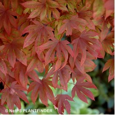 ACER PAL ADRIANS COMPACT ACER PAL ADRIANS COMPACT