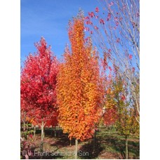 ACER FRE ARMSTRONG GOLD ACER FRE ARMSTRONG GOLD