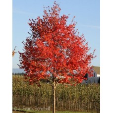 ACER SAC FLASHFIRE ACER SAC FLASHFIRE