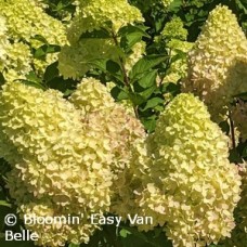 HYDRANGEA PAN DRAGON BABY HYDRANGEA PAN DRAGON BABY