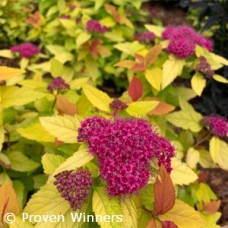 SPIRAEA JAP CANDY CORN