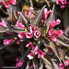 WEIGELA FLO MIDNIGHT WINE SHNE WEIGELA FLO MIDNIGHT WINE SHNE