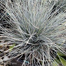 FESTUCA CIN ELIJAH BLUE FESTUCA CIN ELIJAH BLUE