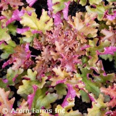 HEUCHERA ZIPPER HEUCHERA ZIPPER