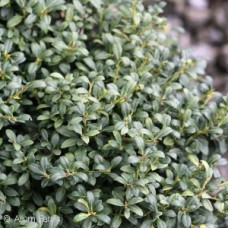 ILEX CRE SOFT TOUCH ILEX CRE SOFT TOUCH