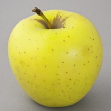 MALUS GOLDEN DELICIOUS MALUS GOLDEN DELICIOUS