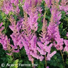 ASTILBE CHI BLACK PEARLS ASTILBE CHI BLACK PEARLS