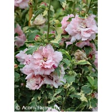 HIBISCUS SYR SUGAR TIP