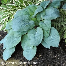 HOSTA BLUE HAWAII HOSTA BLUE HAWAII