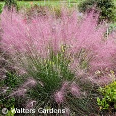 MUHLENBERGIA UNDAUNTED MUHLENBERGIA UNDAUNTED