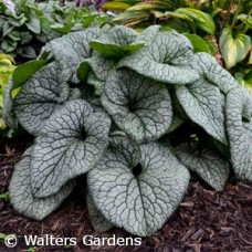 BRUNNERA MAC QUEEN OF HEARTS BRUNNERA MAC QUEEN OF HEARTS