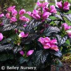 CHELONE OBL TINY TORTUGA CHELONE OBL TINY TORTUGA