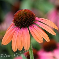 ECHINACEA RAINBOW MARCELLA ECHINACEA RAINBOW MARCELLA