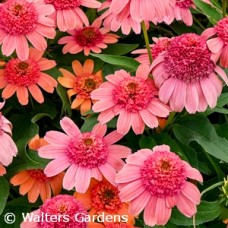 ECHINACEA RAINBOW SHERBET ECHINACEA RAINBOW SHERBET