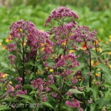 EUPATORIUM MAC RED DWARF EUPATORIUM MAC RED DWARF