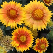 GAILLARDIA ARIZONA APRICOT GAILLARDIA ARIZONA APRICOT