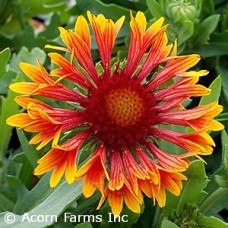 GAILLARDIA SPINTOP COPPER SUN GAILLARDIA SPINTOP COPPER SUN