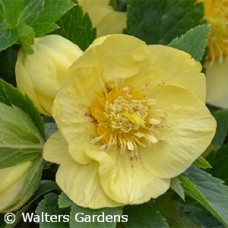 HELLEBORUS CALIFORNIA DREAMING HELLEBORUS CALIFORNIA DREAMING