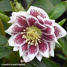 HELLEBORUS DOUBLE PAINTED
