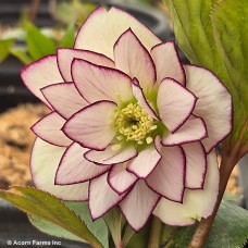 HELLEBORUS FIRE AND ICE HELLEBORUS FIRE AND ICE