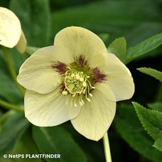 HELLEBORUS GOLDEN SUNRISE HELLEBORUS GOLDEN SUNRISE