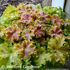 HEUCHERA APPLE TWIST HEUCHERA APPLE TWIST