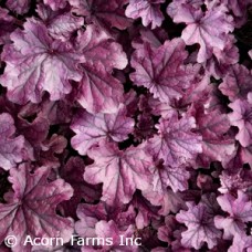 HEUCHERA FOREVER PURPLE HEUCHERA FOREVER PURPLE