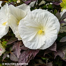 HIBISCUS COOKIES AND CREAM HIBISCUS COOKIES AND CREAM