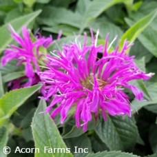 MONARDA BALMY LILAC MONARDA BALMY LILAC