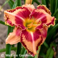 HEMEROCALLIS LAKE OF FIRE HEMEROCALLIS LAKE OF FIRE