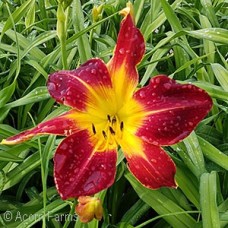 HEMEROCALLIS RUBY SPIDER HEMEROCALLIS RUBY SPIDER