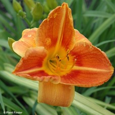 HEMEROCALLIS TUSCAWILLA TIGRES HEMEROCALLIS TUSCAWILLA TIGRES