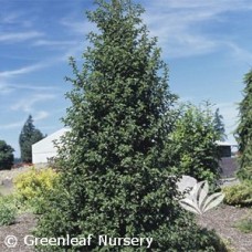 ILEX MES DRAGON LADY ILEX MES DRAGON LADY