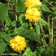 KERRIA JAP PLENIFLORA KERRIA JAP PLENIFLORA