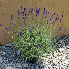 LAVANDULA ANG HIDCOTE LAVANDULA ANG HIDCOTE