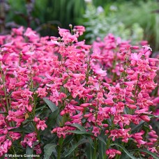 PENSTEMON PINK PEARLS PENSTEMON PINK PEARLS