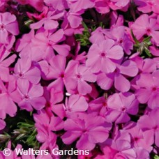 PHLOX SUB DRUMMONDS PINK PHLOX SUB DRUMMONDS PINK