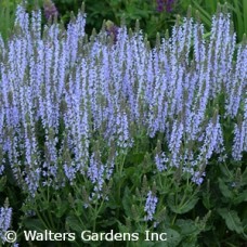 SALVIA NEM CRYSTAL BLUE SALVIA NEM CRYSTAL BLUE