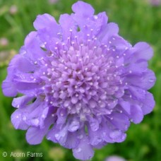 SCABIOSA COL BUTTERFLY BLUE SCABIOSA COL BUTTERFLY BLUE