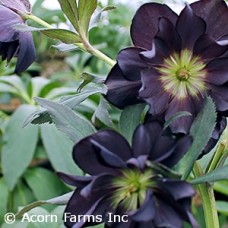 HELLEBORUS DARK AND HANDSOME HELLEBORUS DARK AND HANDSOME