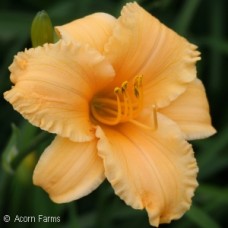 HEMEROCALLIS APRICOT SPARKLES HEMEROCALLIS APRICOT SPARKLES