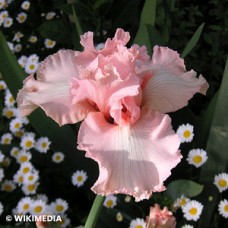 IRIS GER BEVERLY SILLS IRIS GER BEVERLY SILLS