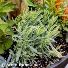 LAVANDULA ANG PLATINUM BLONDE LAVANDULA ANG PLATINUM BLONDE