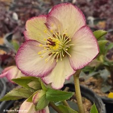 HELLEBORUS ICE N ROSES FR ROSE