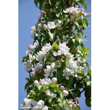 MALUS GREEN WALL SPIRE MALUS GREEN WALL SPIRE