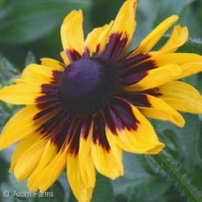 RUDBECKIA HIR DENVER DAISY RUDBECKIA HIR DENVER DAISY