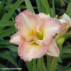 HEMEROCALLIS FROSTED VIN RUFFL HEMEROCALLIS FROSTED VIN RUFFL