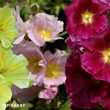 ALCEA LAS VEGAS ALCEA LAS VEGAS